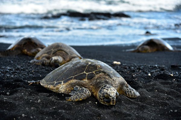 Quels sont les meilleurs spots pour observer les tortues marines à Hawaï?